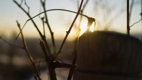 Snow between the rows of grape plantations at sunset Stock-Footage 102203520