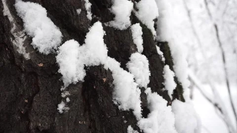Snow on birch bark in the winter forest. Pan up. Stock Footage 106397543
