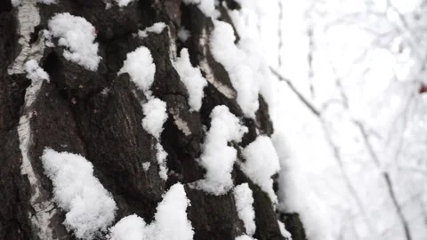Snow on birch bark in the winter forest. Pan down. Stock Footage 106399969