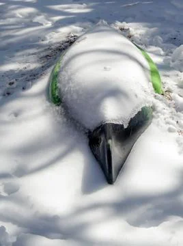 Snow Bird Foto stock