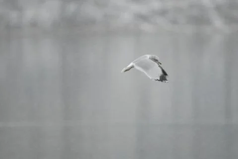 Snow Bird 스톡 사진