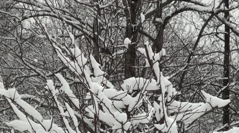 Snow Birds Stock Footage 997435