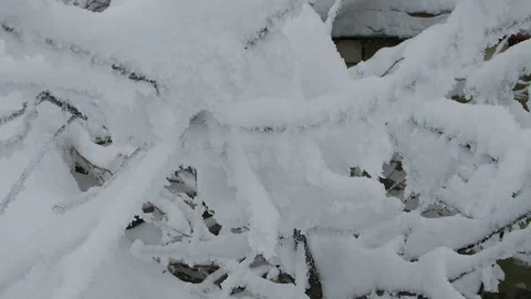 Snow blanket on tree branches Stock Footage 130380559