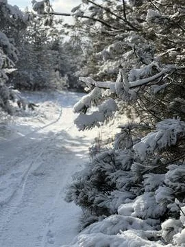 A Snow-Blanketed Path in the Winter Forest Foto stock