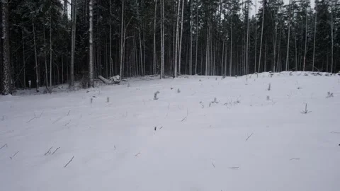 Snow Blanketed Regrowth Clearing Lined By Thin Young Pines, Scattered Stump Tops Stock Footage 325651820