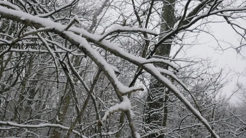 Snow Blankets Bare Tree Branches in 4k Stock Footage 85711735