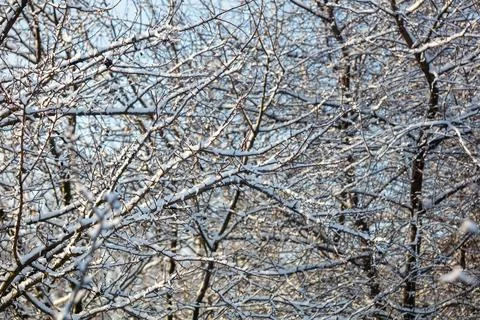 Snow blankets bare tree branches in a winter forest Stock Photos