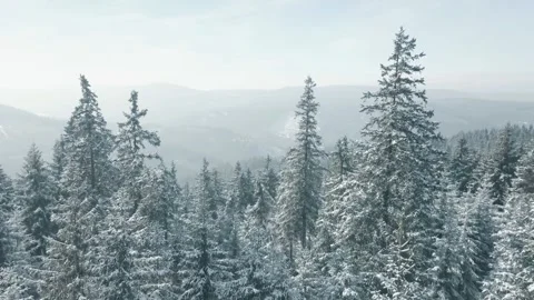 Snow blankets a forest of evergreen trees in winter Stock Footage 312537349