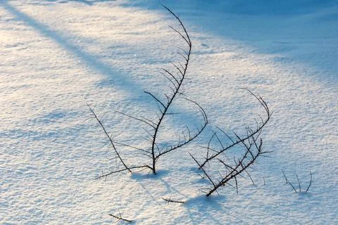 Snow blankets the ground with soft, bright light. Twisted branches stand ba.. Stock Photos