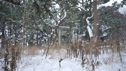 Snow blankets quiet forest Wide shot in Hakodate Gokoku Shrine Hakodate Japan 動画素材 325632087