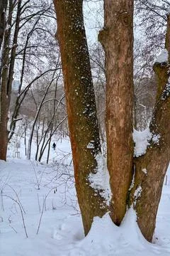 The snow blankets trees and bushes in a city park 스톡 사진