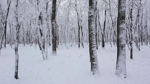Snow blankets the trees and ground, creating a peaceful, serene landscape. Stock-Footage 321836728