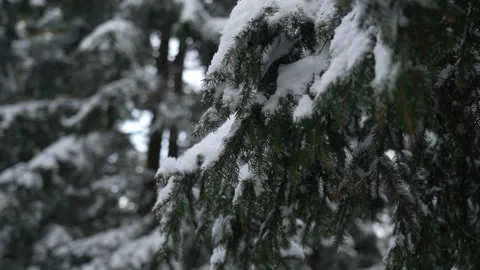 Snow blankets trees in serene winter landscape showcasing nature's beauty Video stock 307832749