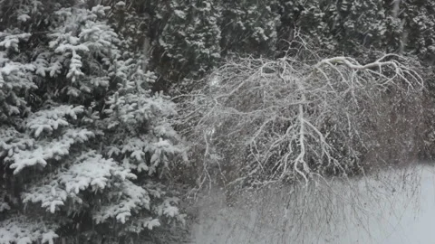 Snow blizzard on the background of trees. Winter concept. FPS 29,97 Video stock 101558955