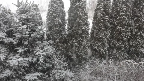 Snow blizzard on the background of trees. Winter concept. Video stock 101559961