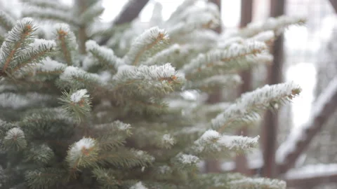 Snow blizzard on the background of trees. Winter concept. Video stock 101560527