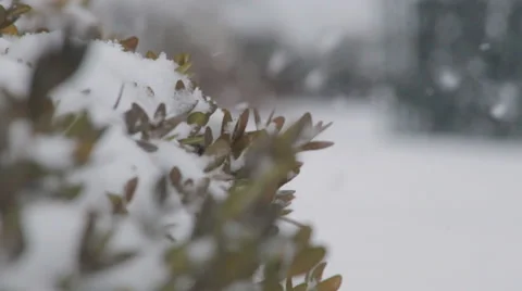 Snow Blizzard - Bush Leaves Video stock 34301505