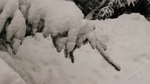 Snow blizzard falling at the fir trees branches Stock Footage 142316429