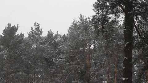 Snow Blizzard Stock Footage 86427824