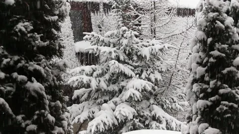 Snow blizzard in the forest. Bad visibility, hard weather conditions. Stock Footage 142317936