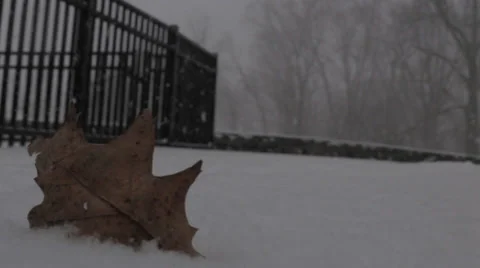 Snow Blizzard - Leaf Video stock 34300983