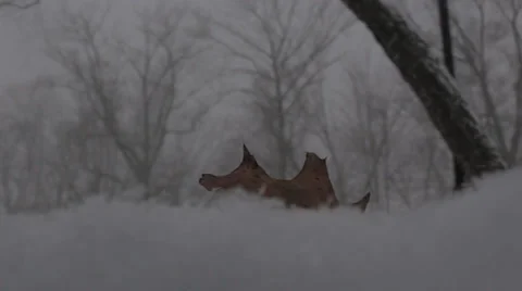 Snow Blizzard - Leaf Video stock 34301455