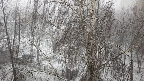 Snow blizzard outside the window. The wind shakes the trees. Video stock 123535807