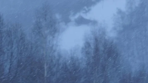 Snow blizzard over leafless forest Stock Footage 78221649