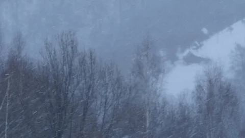 Snow blizzard over leafless forest Vídeos de archivo 78221754