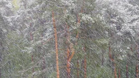Snow blizzard in the pine forest. Stock Photos