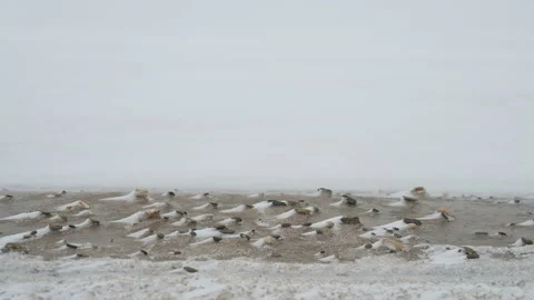 Snow blizzard on the seashore. Video stock 121082085