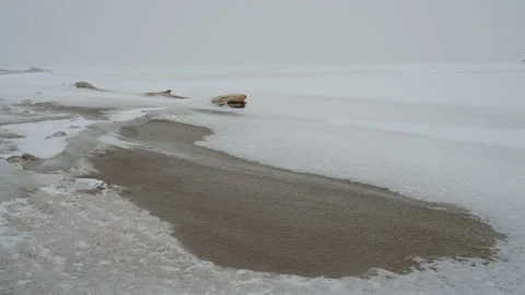 Snow blizzard on the seashore. Video stock 121085336