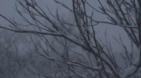 Snow Blizzard Through Trees - Version 1 -  No Color Correct 스톡 동영상 63325323