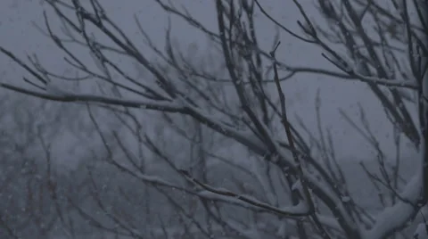 Snow Blizzard Through Trees - Version 3 - No Color Correct 스톡 동영상 63325526