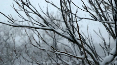 Snow Blizzard Through Trees - Version 1 - Color Corrected 스톡 동영상 63325554