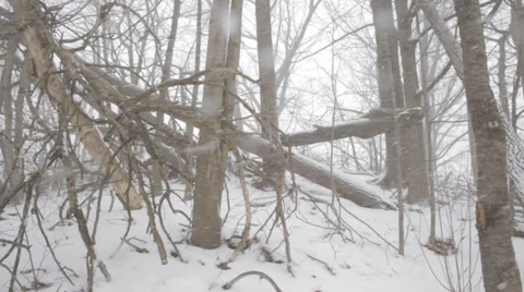Snow Blizzard - Trees Video stock 34301528