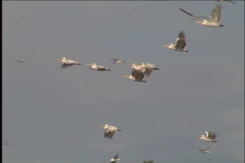 Snow, blizzard, winter Видео 983398