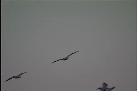 Snow, blizzard, winter Video stock 983409