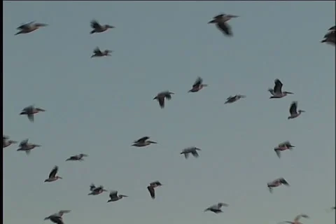 Snow, blizzard, winter Stock Footage 983418