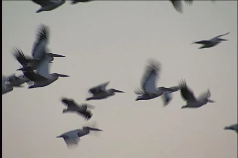 Snow, blizzard, winter Видео 983439