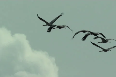 Snow, blizzard, winter Stock Footage 983445