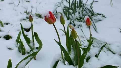 Snow, blooming tulips Stock Footage 130368700
