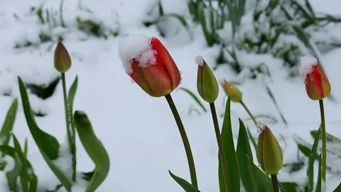 Snow, blooming tulips in the wind Stock Footage 130368755