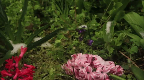 Snow in blossoming garden Stock Footage 61354946