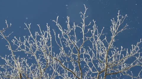 Snow Blowing off the brances of a tree Stock Footage 10562662
