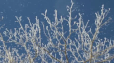Snow Blowing off the brances of a tree Stock Footage 10562677
