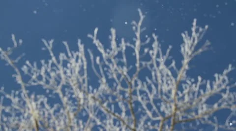 Snow Blowing off the brances of a tree Stock Footage 10562683