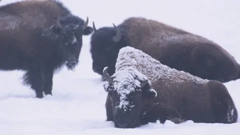 Snow Blowing on three Snowy Bison Resting in Yellowstone NP Stock Footage 258735376