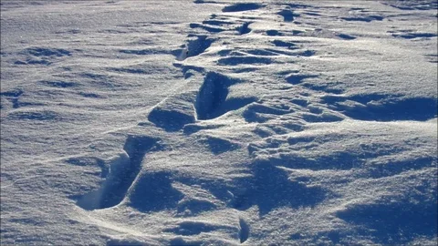Snow is blowing in the winter Stock Footage 72889655
