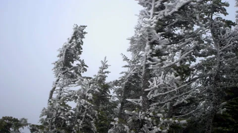 Snow Blown Pine 1 動画素材 37112783
